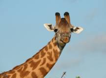 Giraffe Kenia 2006